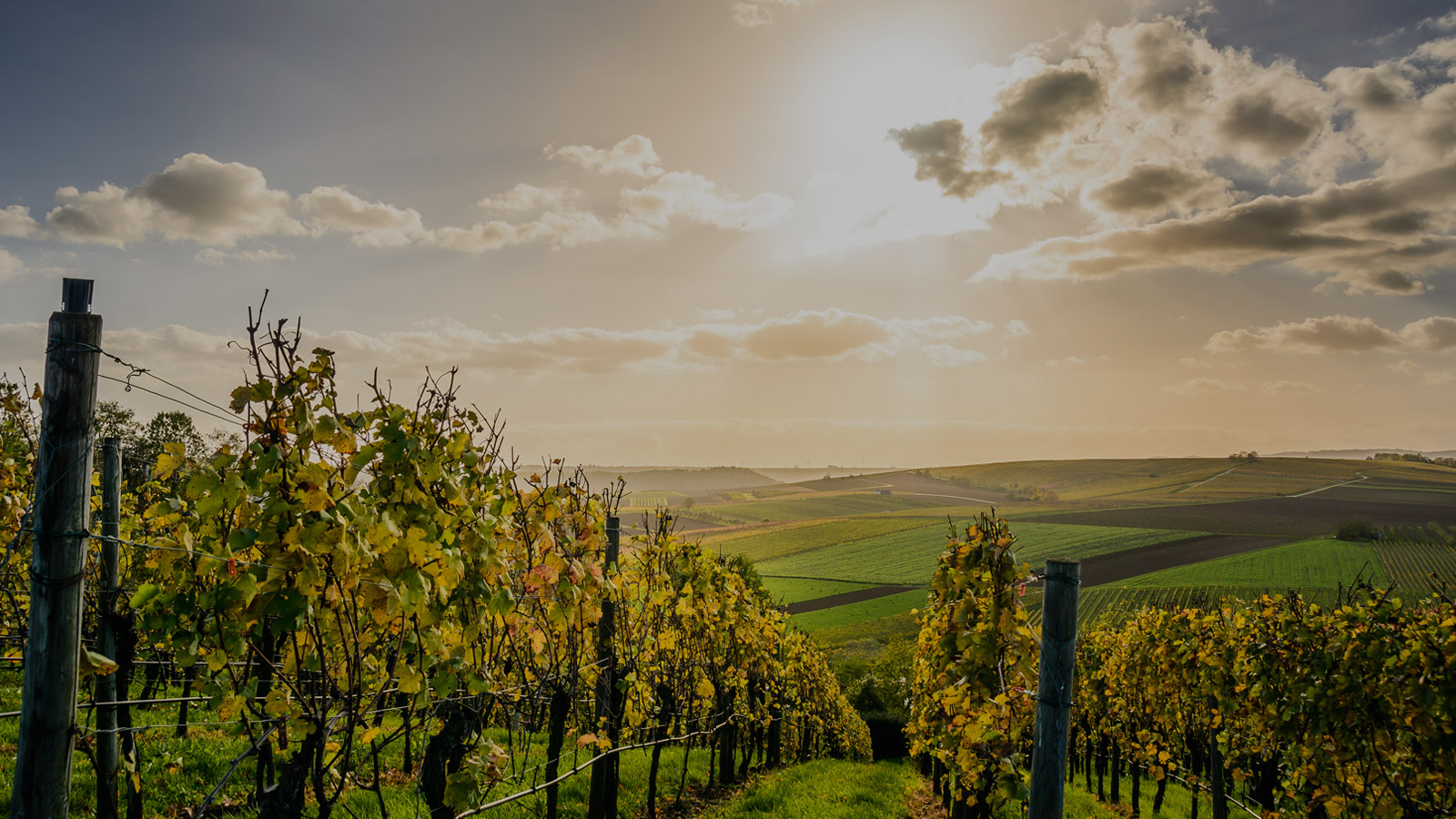 The excellence of italian wines in the world