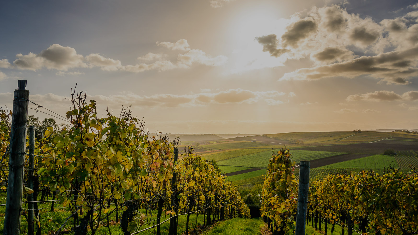 L'eccellenza dei vini italiani nel mondo